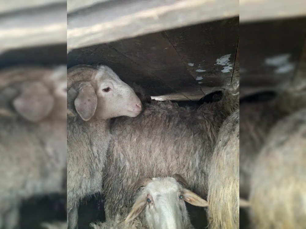 30 подозрительных баранов без документов задержали в Саратовской области